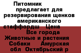 Питомник KURAT GRAD предлагает для резервирования щенков американского стаффордш › Цена ­ 25 000 - Все города Животные и растения » Собаки   . Амурская обл.,Октябрьский р-н